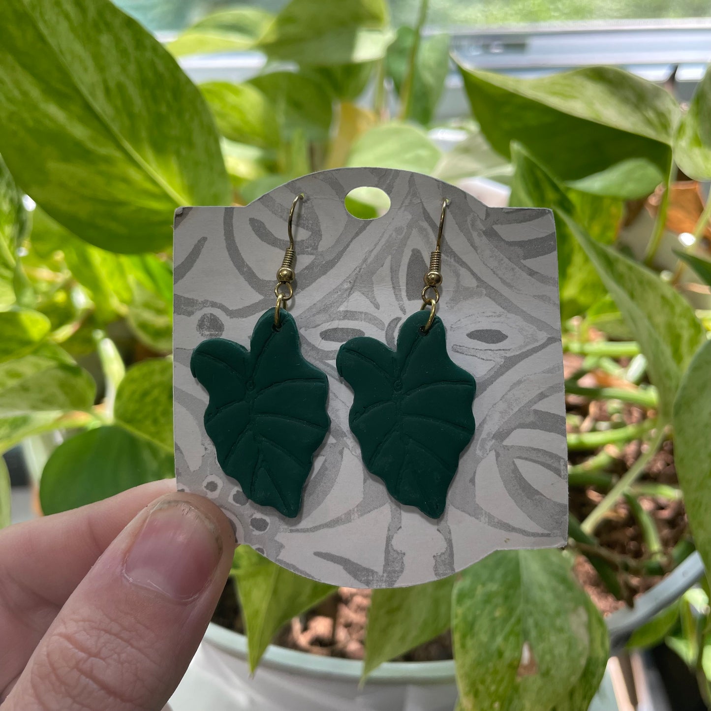 Arrowhead Plant