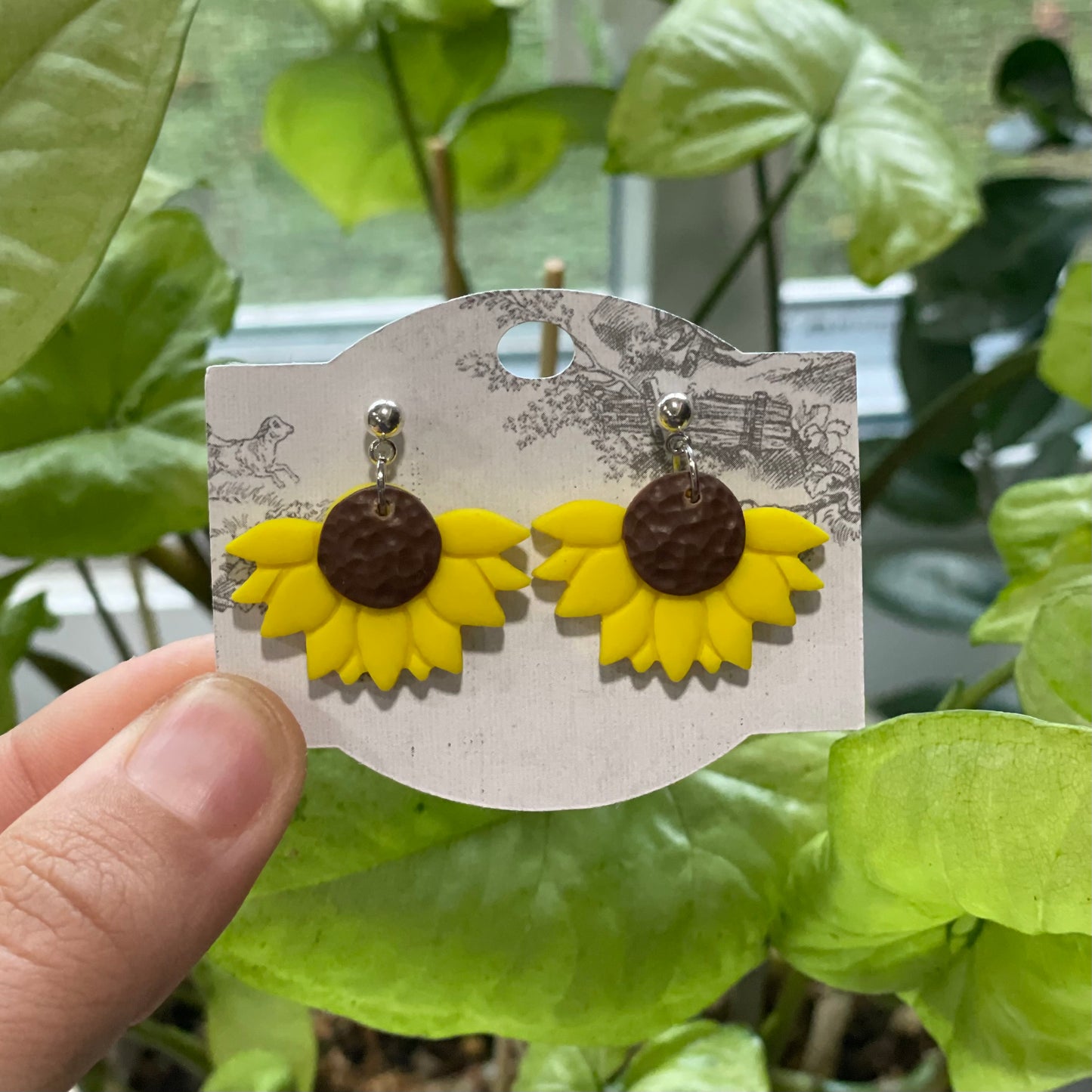 Fresh Sunflowers