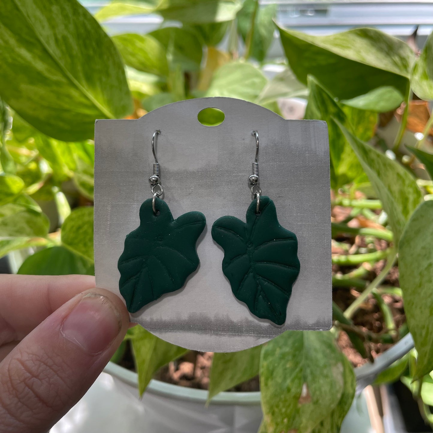 Arrowhead Plant