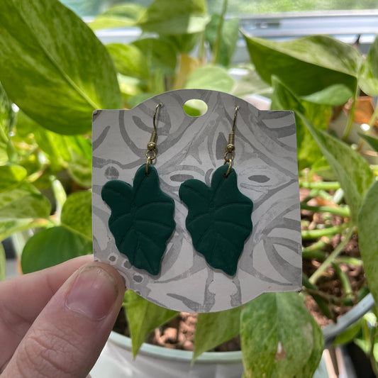 Arrowhead Plant